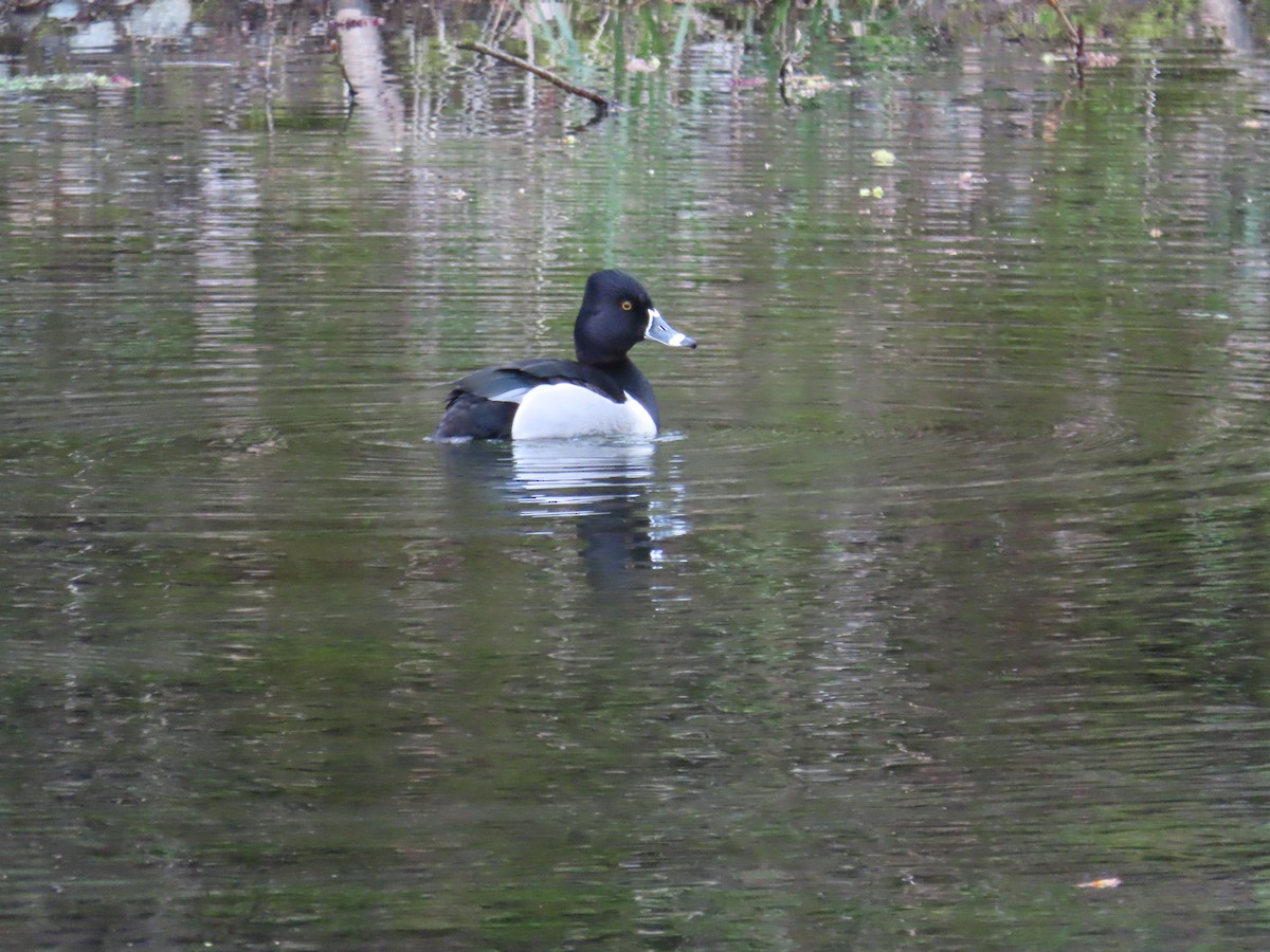 Ring-necked Duck - ML616920132