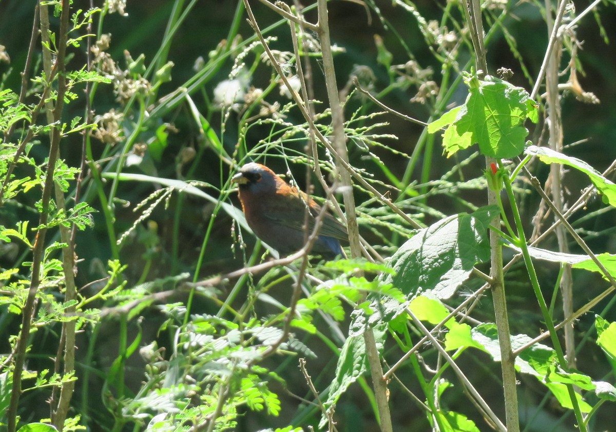 Varied Bunting - ML616920146