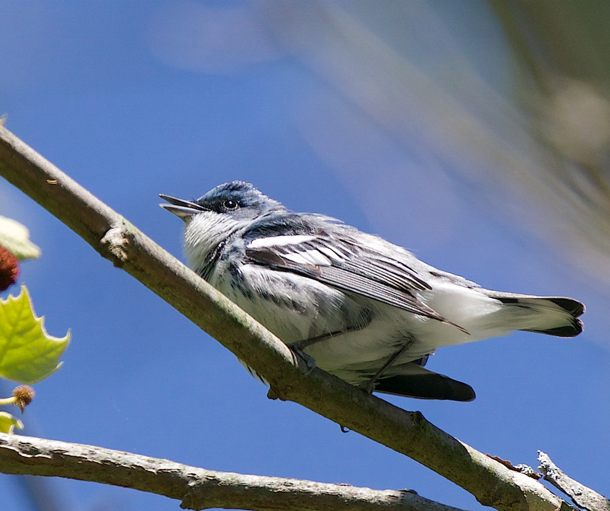 Blauwaldsänger - ML616920155