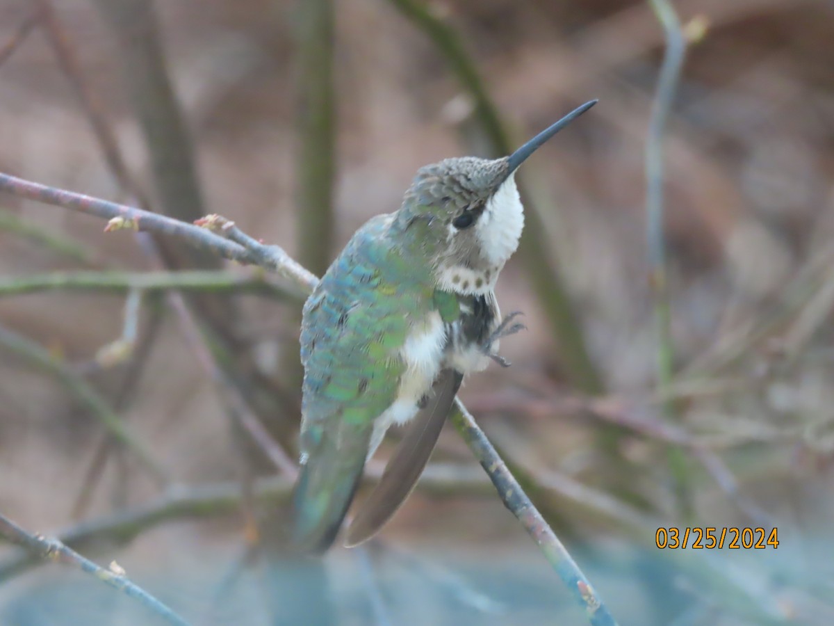 Ruby-throated Hummingbird - ML616920183