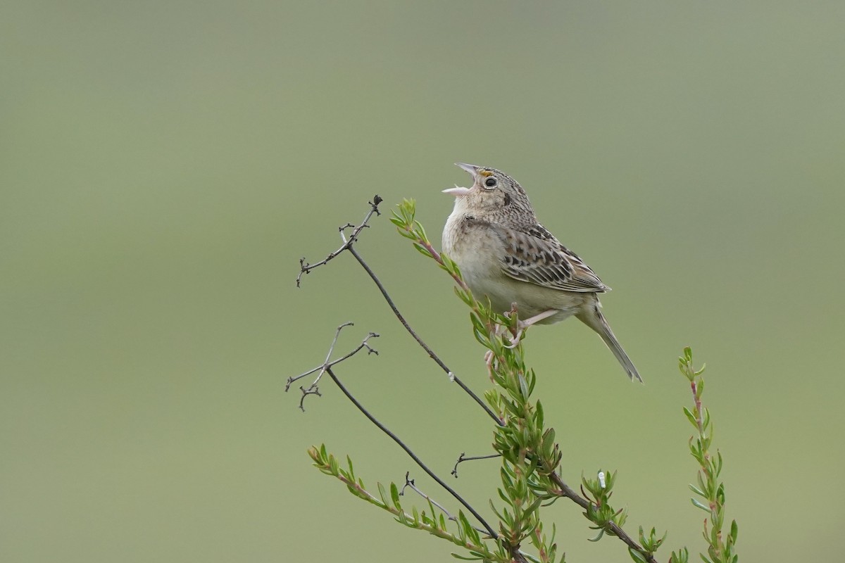 Grasshopper Sparrow - Dave Batzler