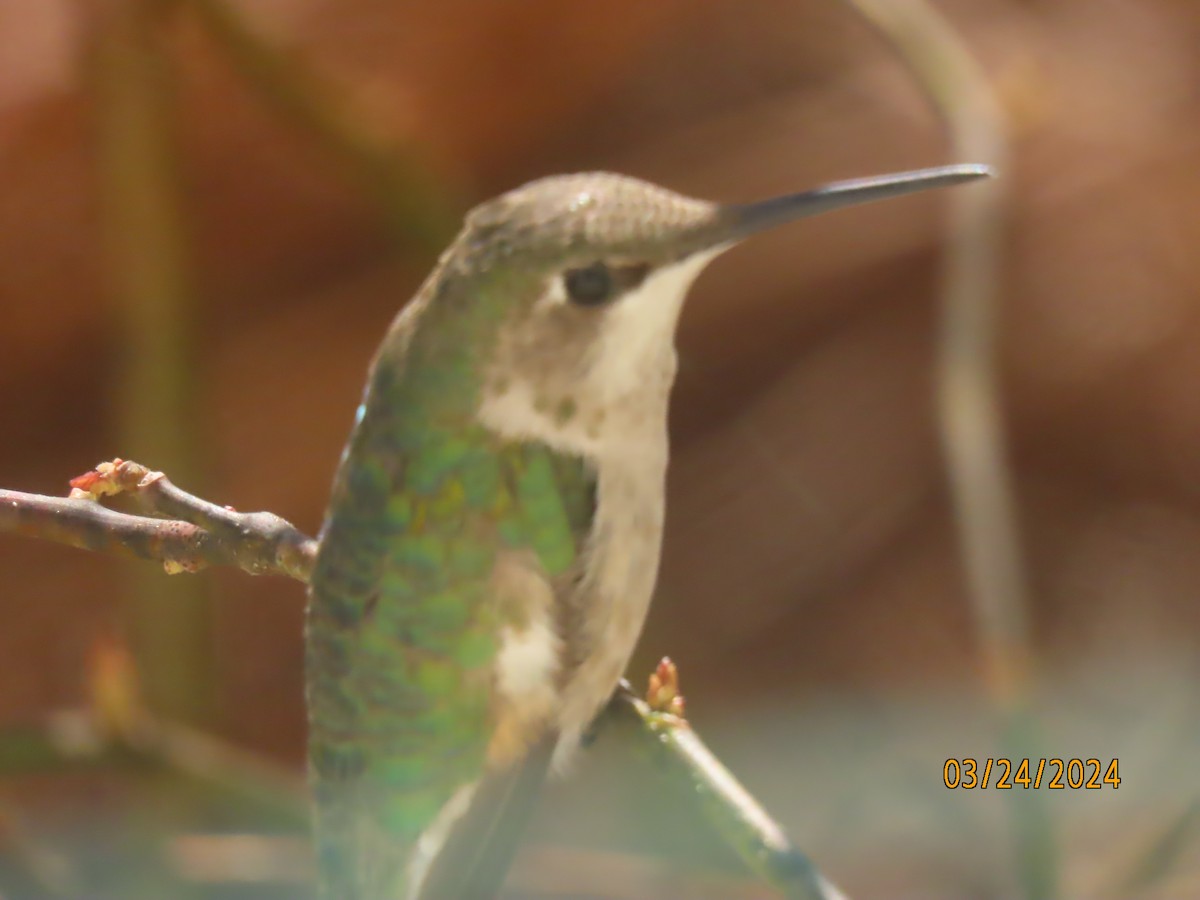 Ruby-throated Hummingbird - ML616920263