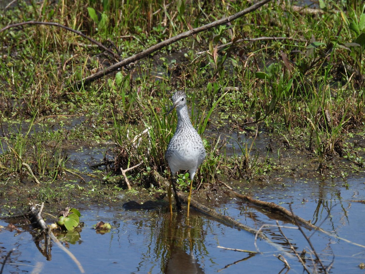 Greater Yellowlegs - ML616920280