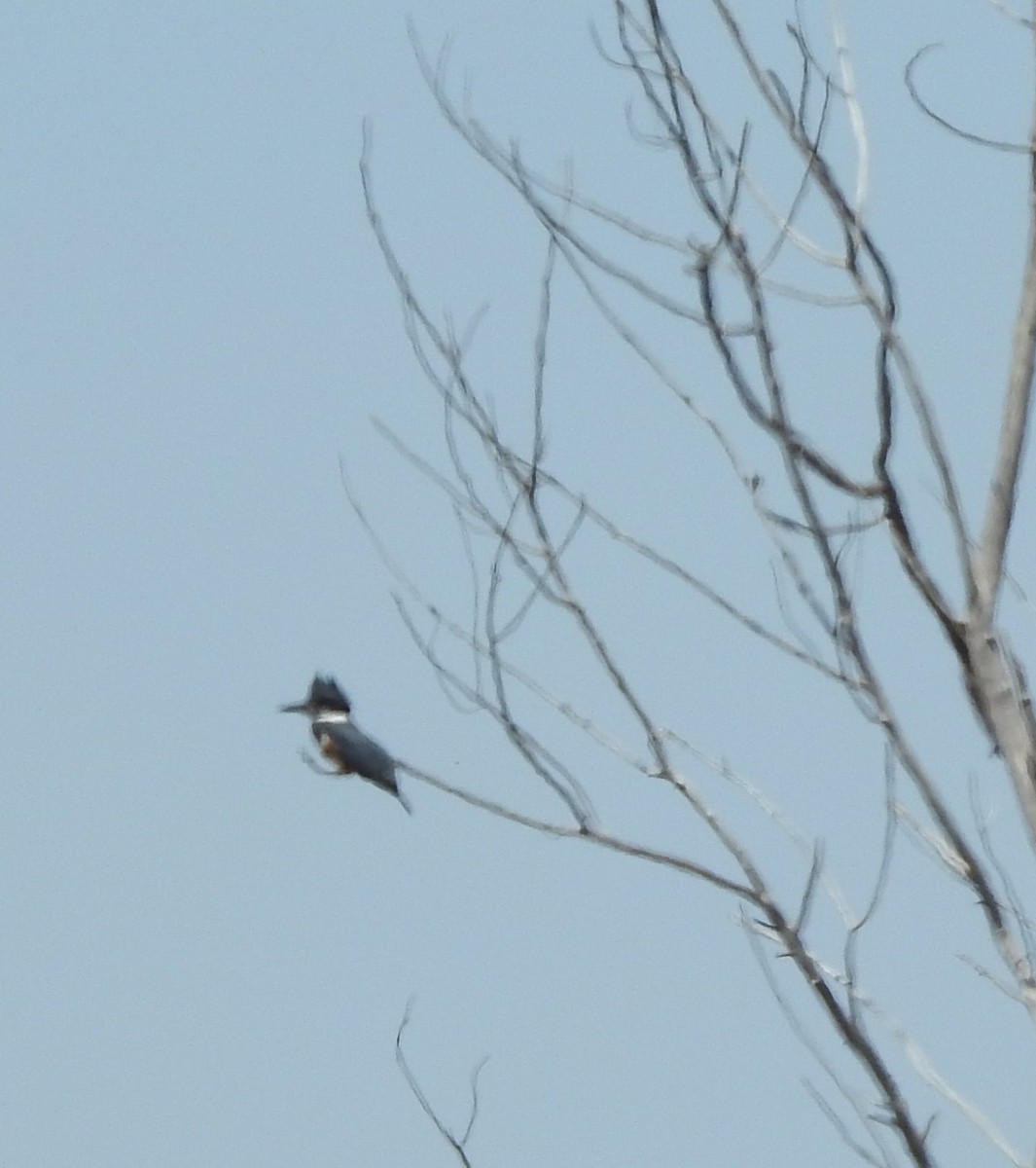 Belted Kingfisher - Carol Morgan