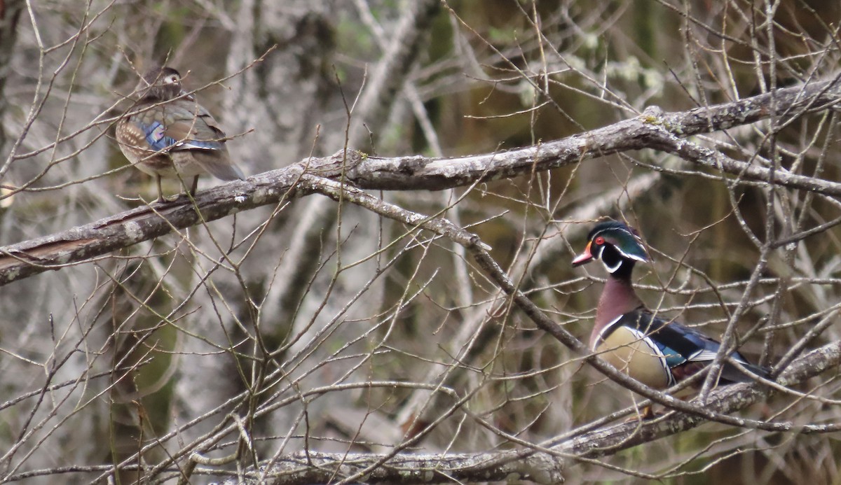 Wood Duck - Joanne Does