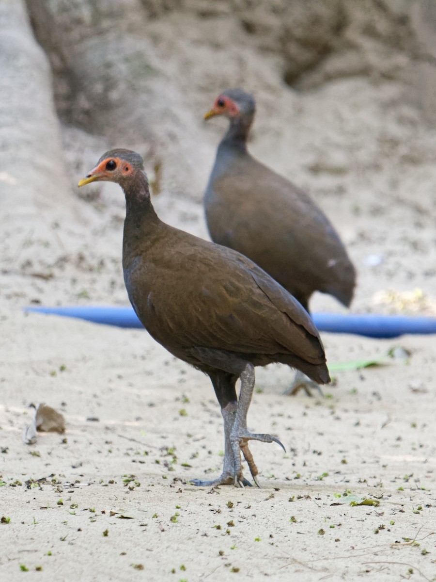 Philippine Megapode - Anonymous