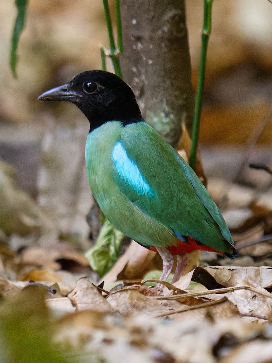 Western Hooded Pitta - BY Tan
