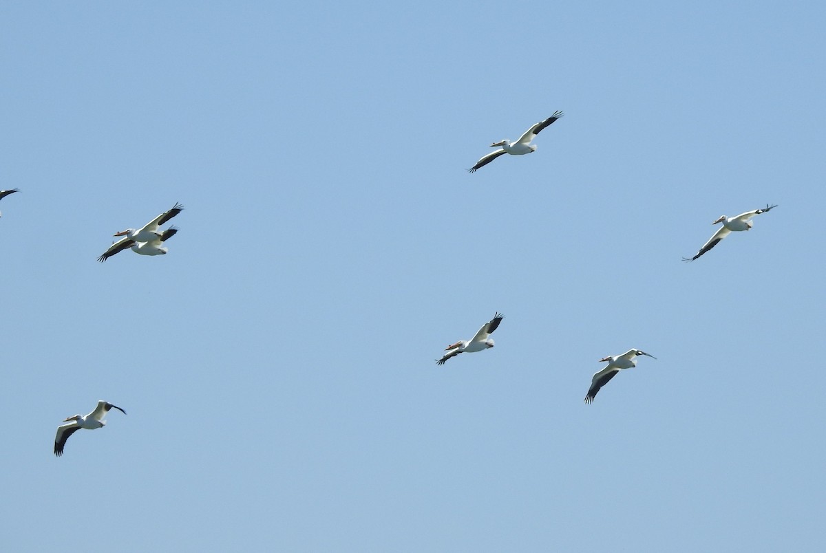 American White Pelican - ML616920303