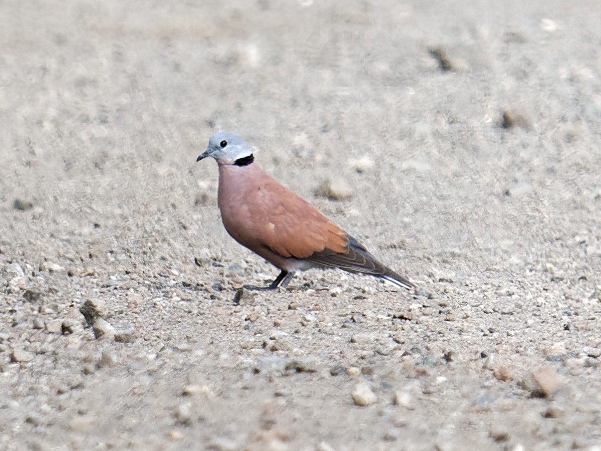 Red Collared-Dove - ML616920323