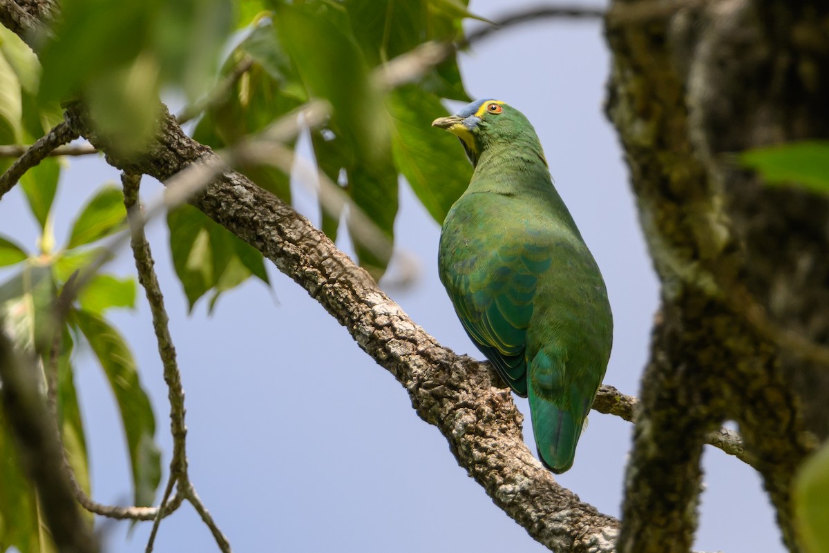 Blue-capped Fruit-Dove - ML616920422