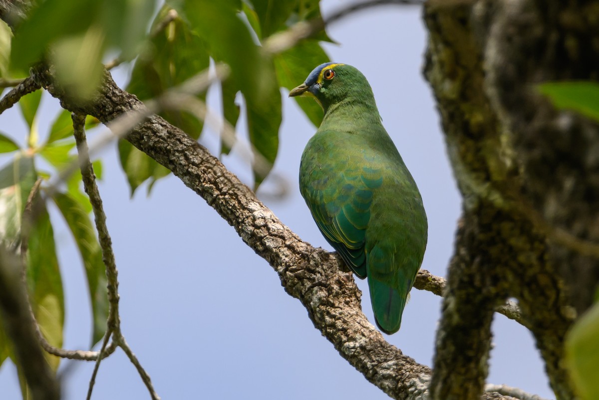 Blue-capped Fruit-Dove - ML616920424