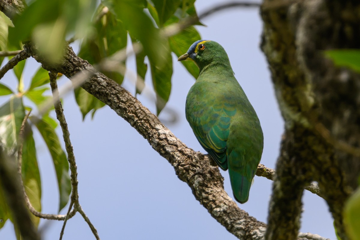 Blue-capped Fruit-Dove - ML616920425