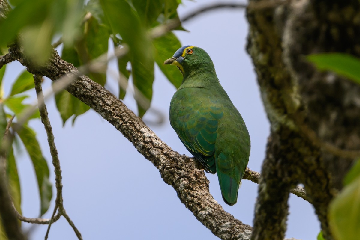 Blue-capped Fruit-Dove - ML616920426