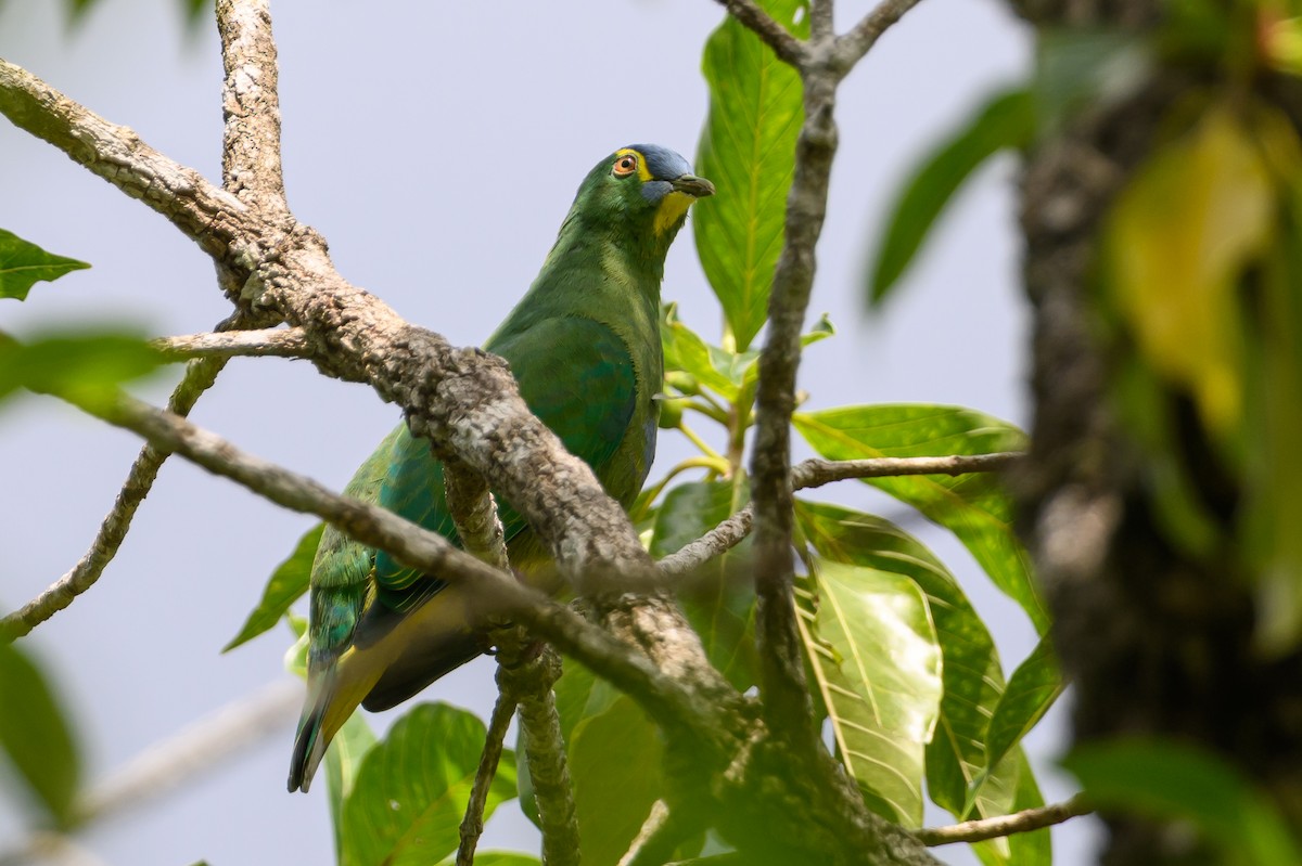 Blue-capped Fruit-Dove - ML616920427