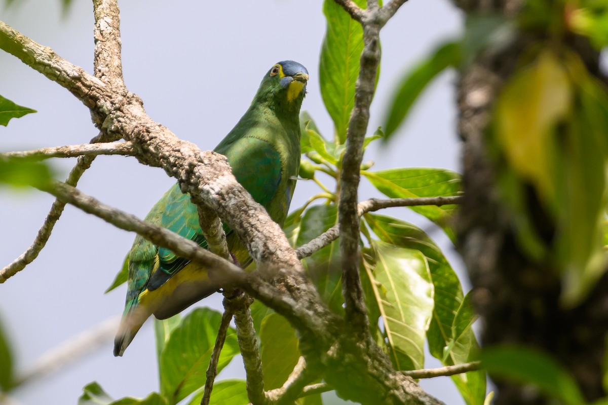 Blue-capped Fruit-Dove - Stephen Davies