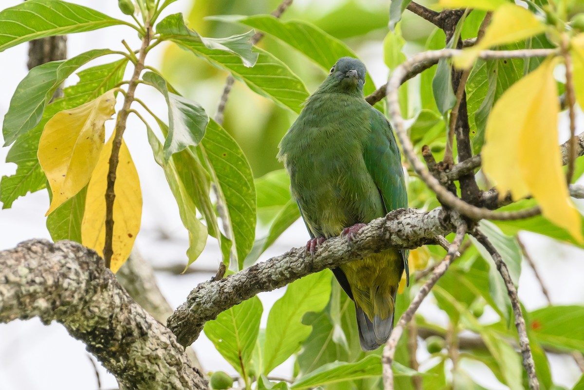 Blue-capped Fruit-Dove - Stephen Davies