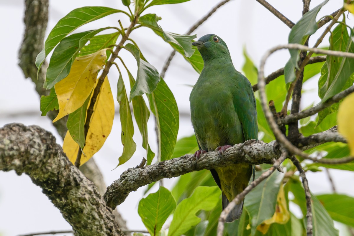 Blue-capped Fruit-Dove - ML616920438