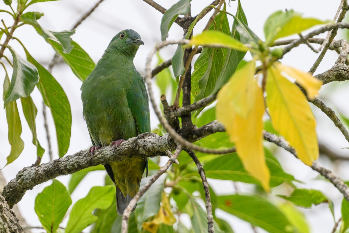 Blue-capped Fruit-Dove - ML616920439