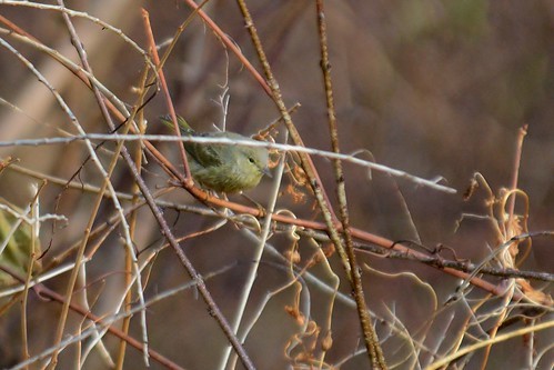 Orange-crowned Warbler - ML616920484