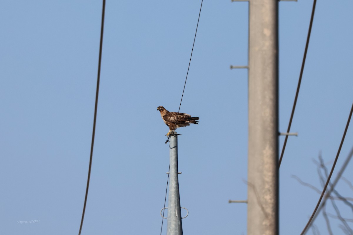 Upland Buzzard - Shin Mun Cheol