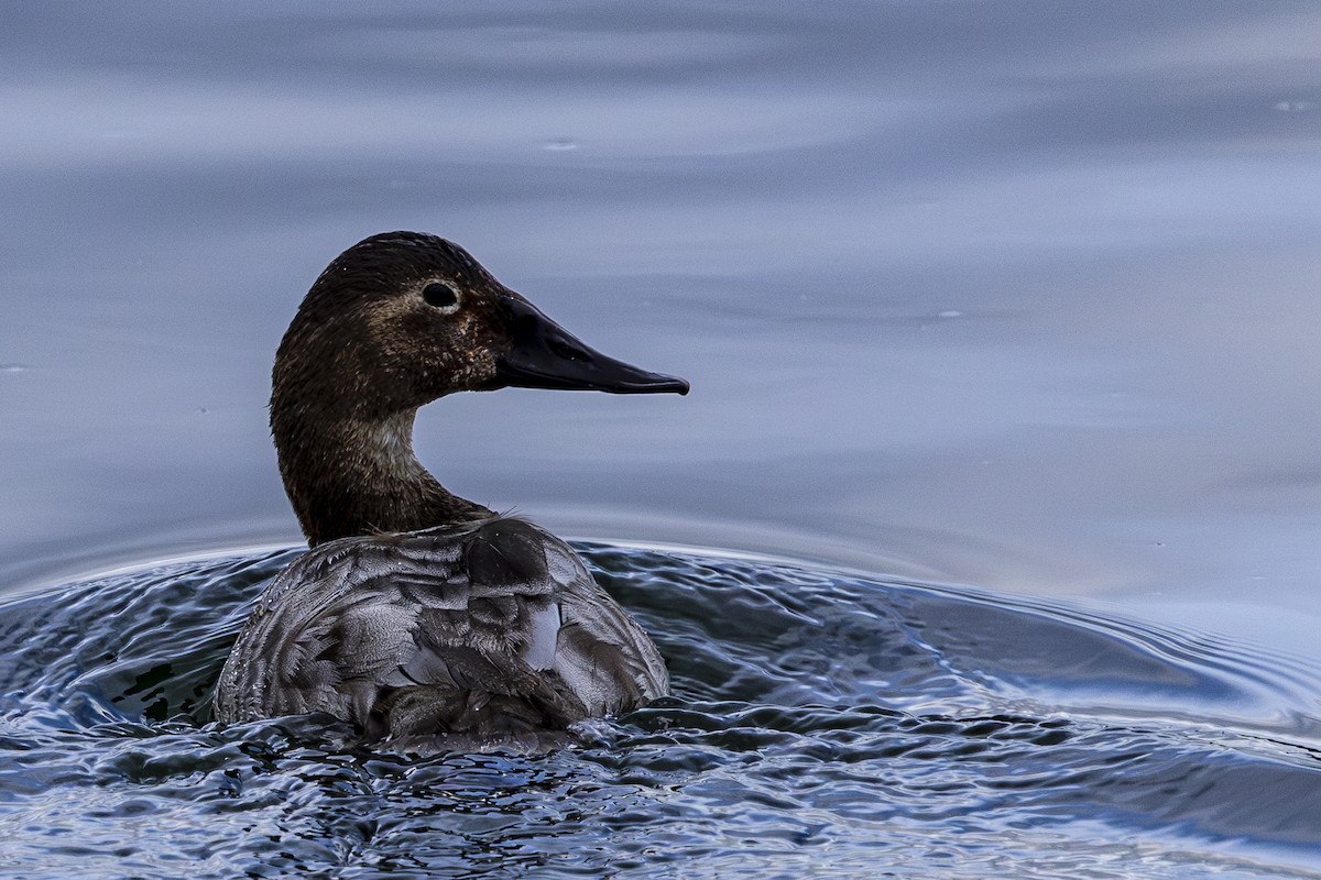 Canvasback - Jef Blake