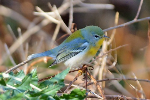 Northern Parula - ML616920525