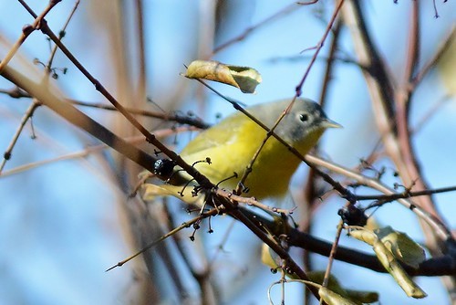 Nashville Warbler - ML616920531