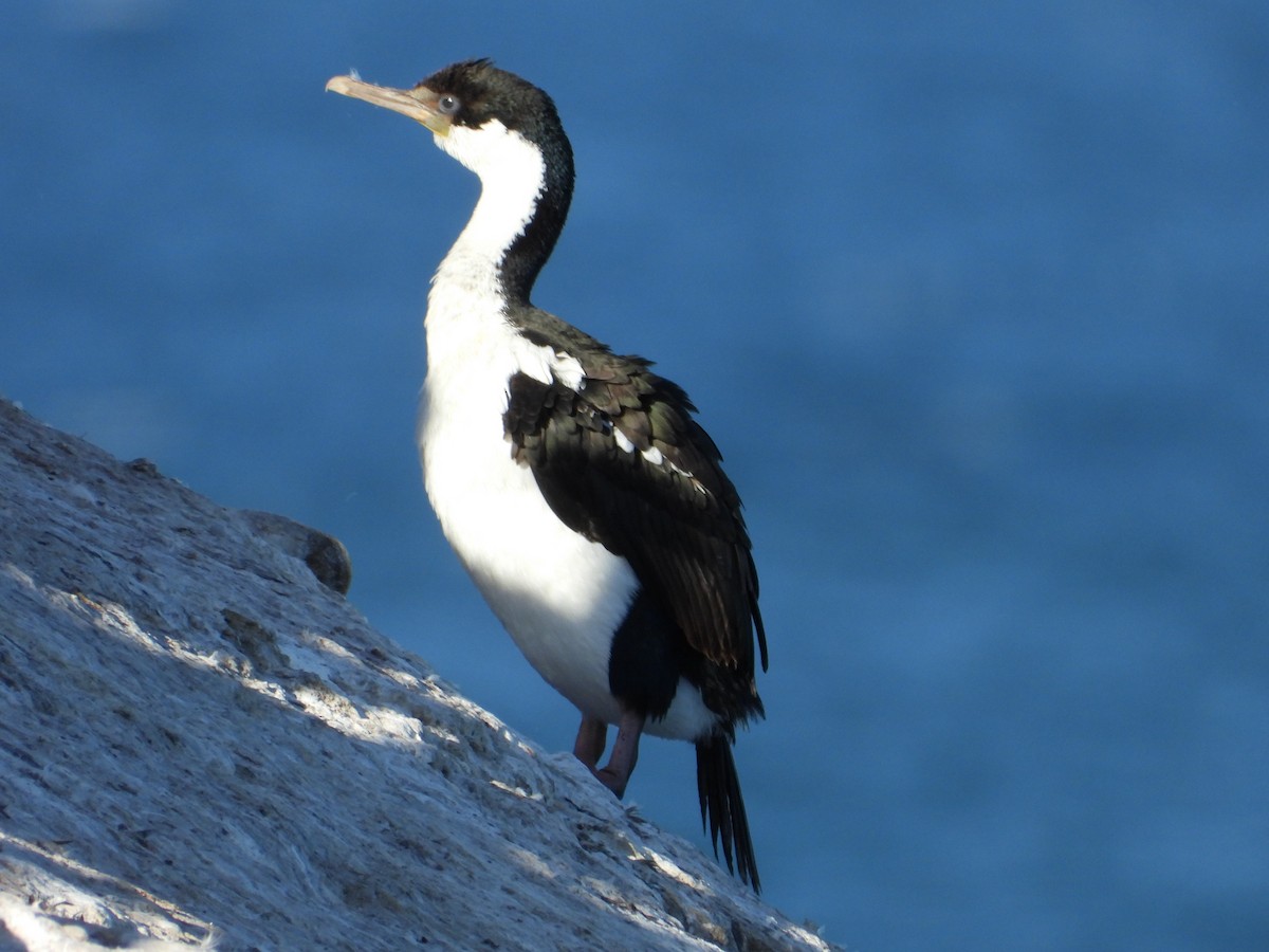 Imperial Cormorant - Más Aves