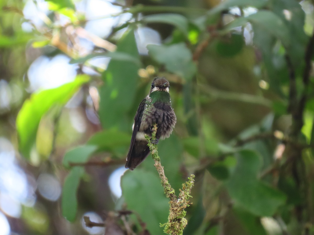 Butterfly Coquette - ML616920546