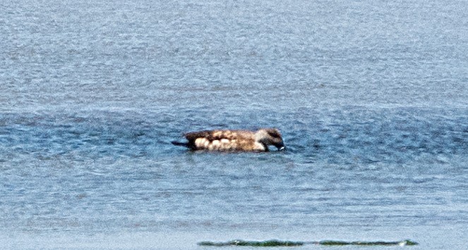 Crested Duck - ML616920588