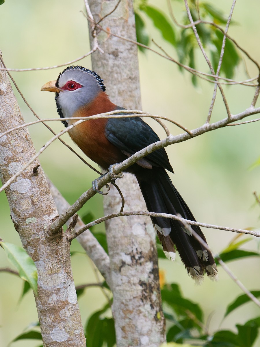 Scale-feathered Malkoha - Anonymous