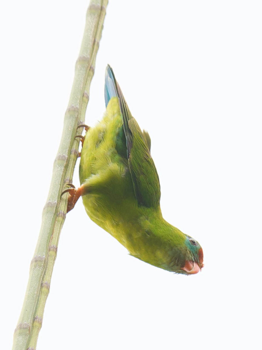 Philippine Hanging-Parrot - ML616920667