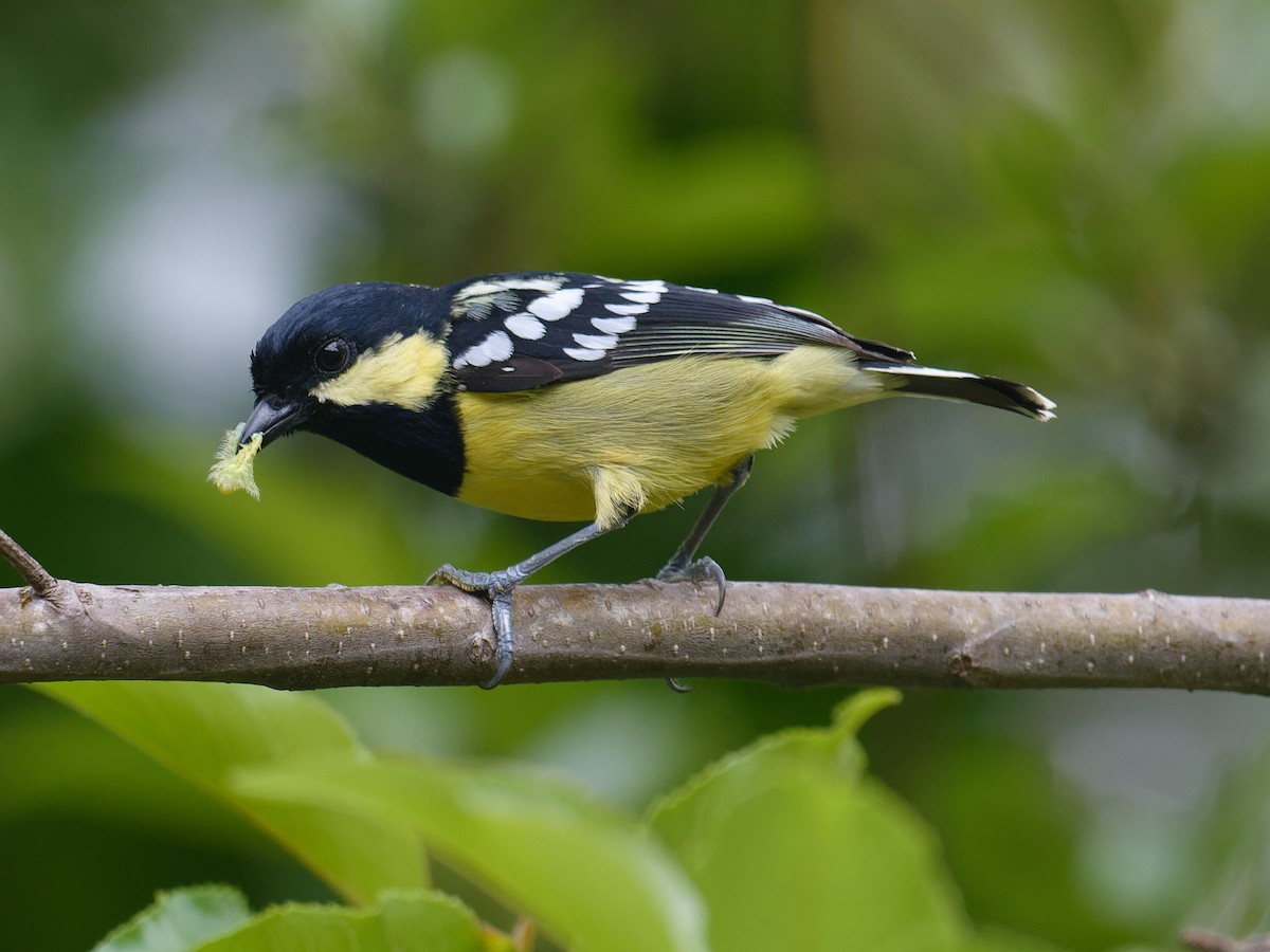 Elegant Tit - ML616920676