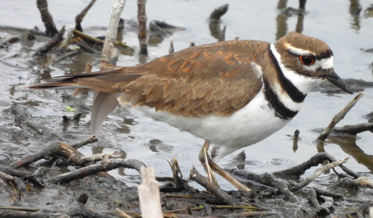 Killdeer - ML616920715