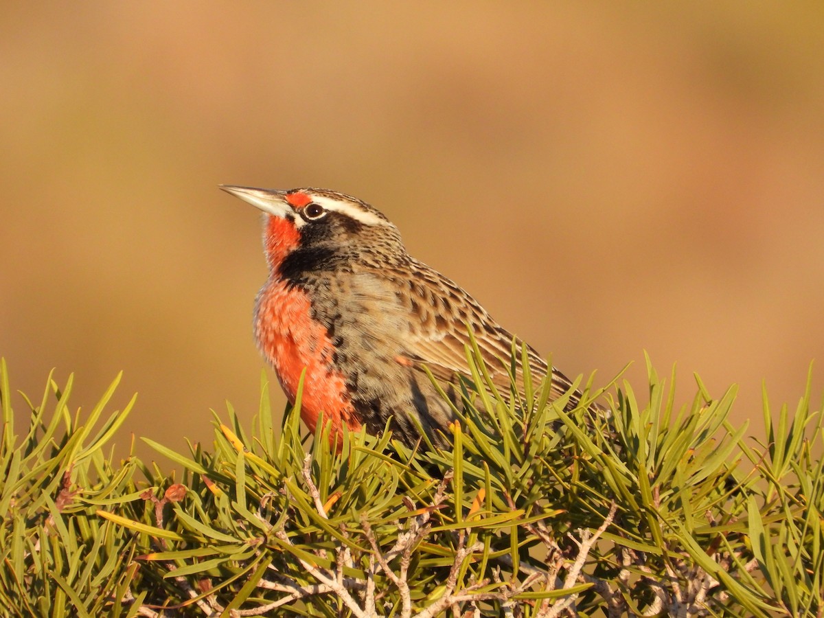 Long-tailed Meadowlark - Más Aves