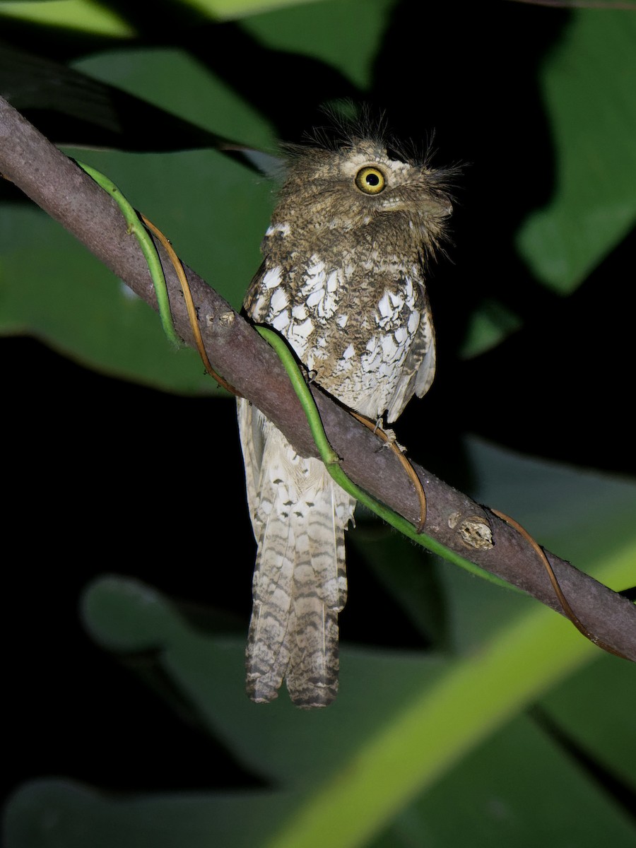 Palawan Frogmouth - ML616920774