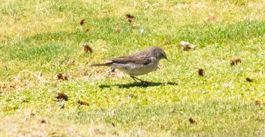 Ash-breasted Sierra Finch - ML616920783