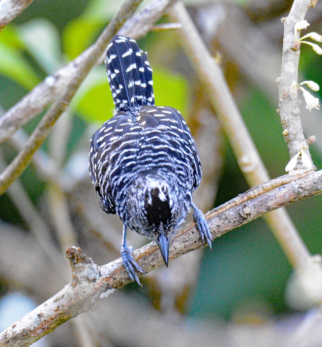 Barred Antshrike - ML616920814