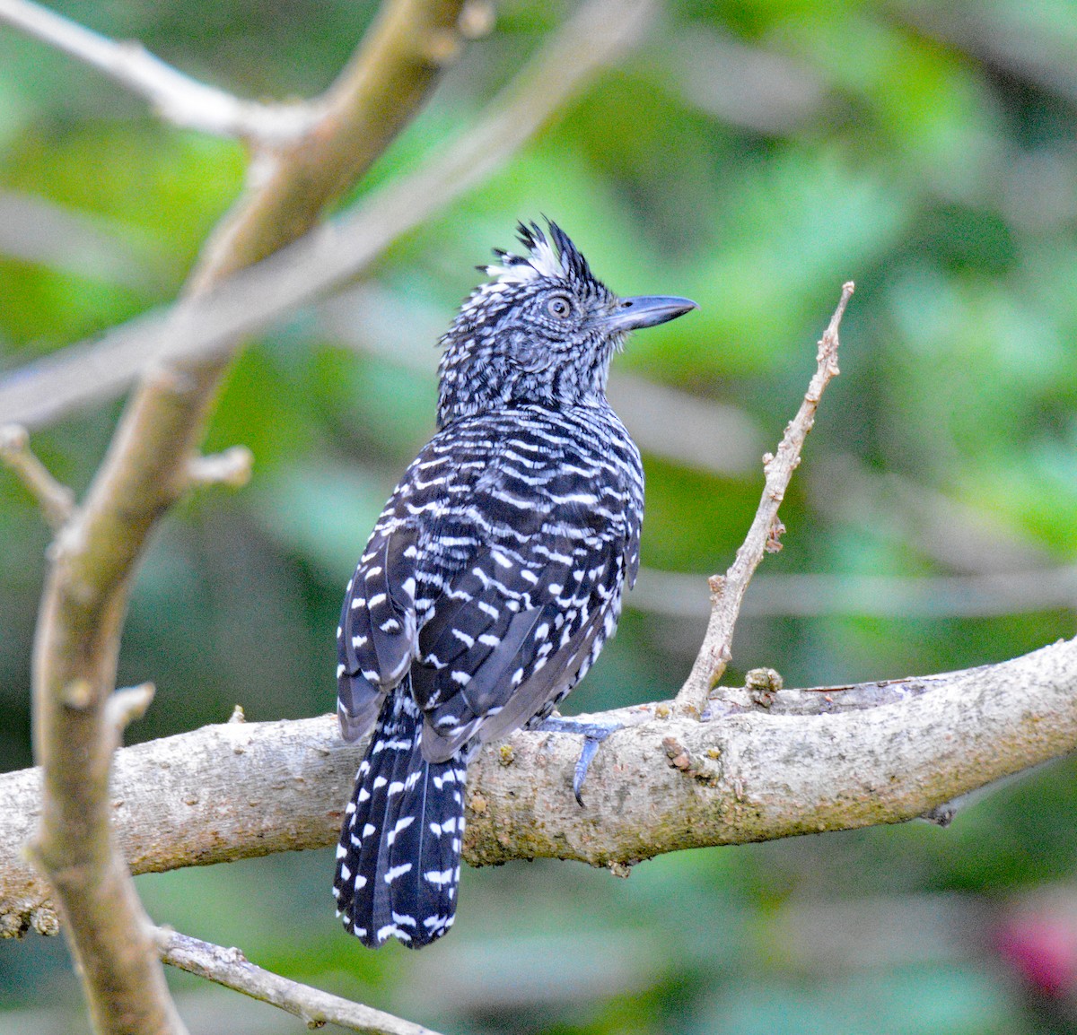 Barred Antshrike - ML616920816