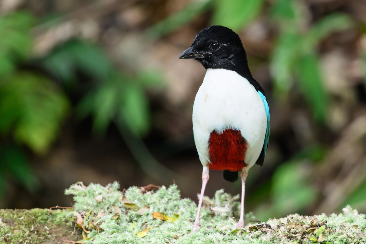 Ivory-breasted Pitta - ML616920834