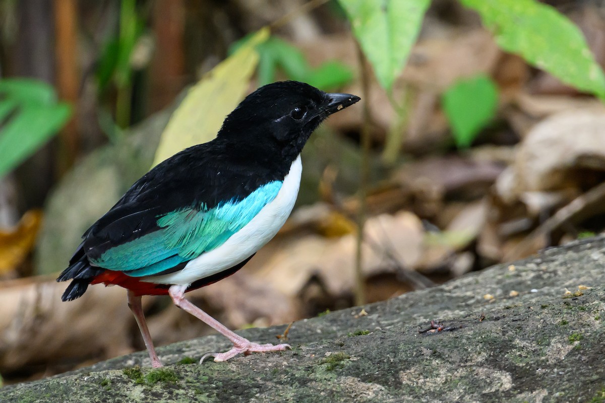 Ivory-breasted Pitta - ML616920837