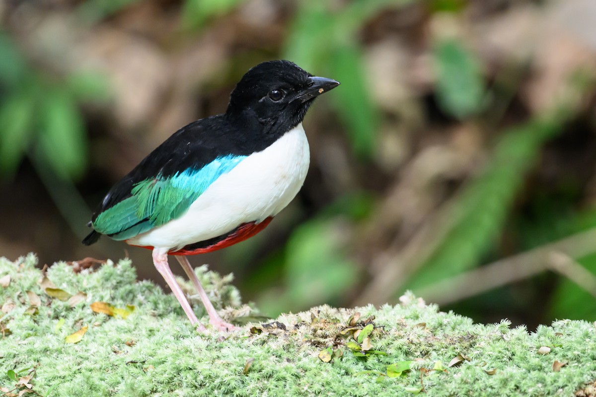 Ivory-breasted Pitta - ML616920843