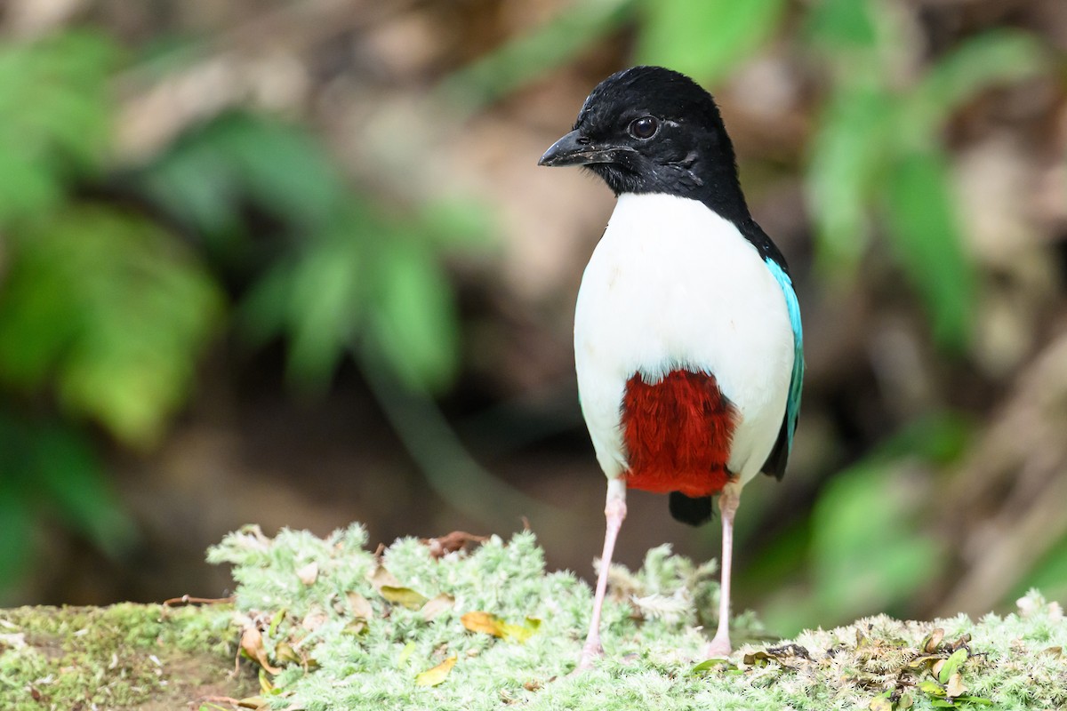 Ivory-breasted Pitta - ML616920845