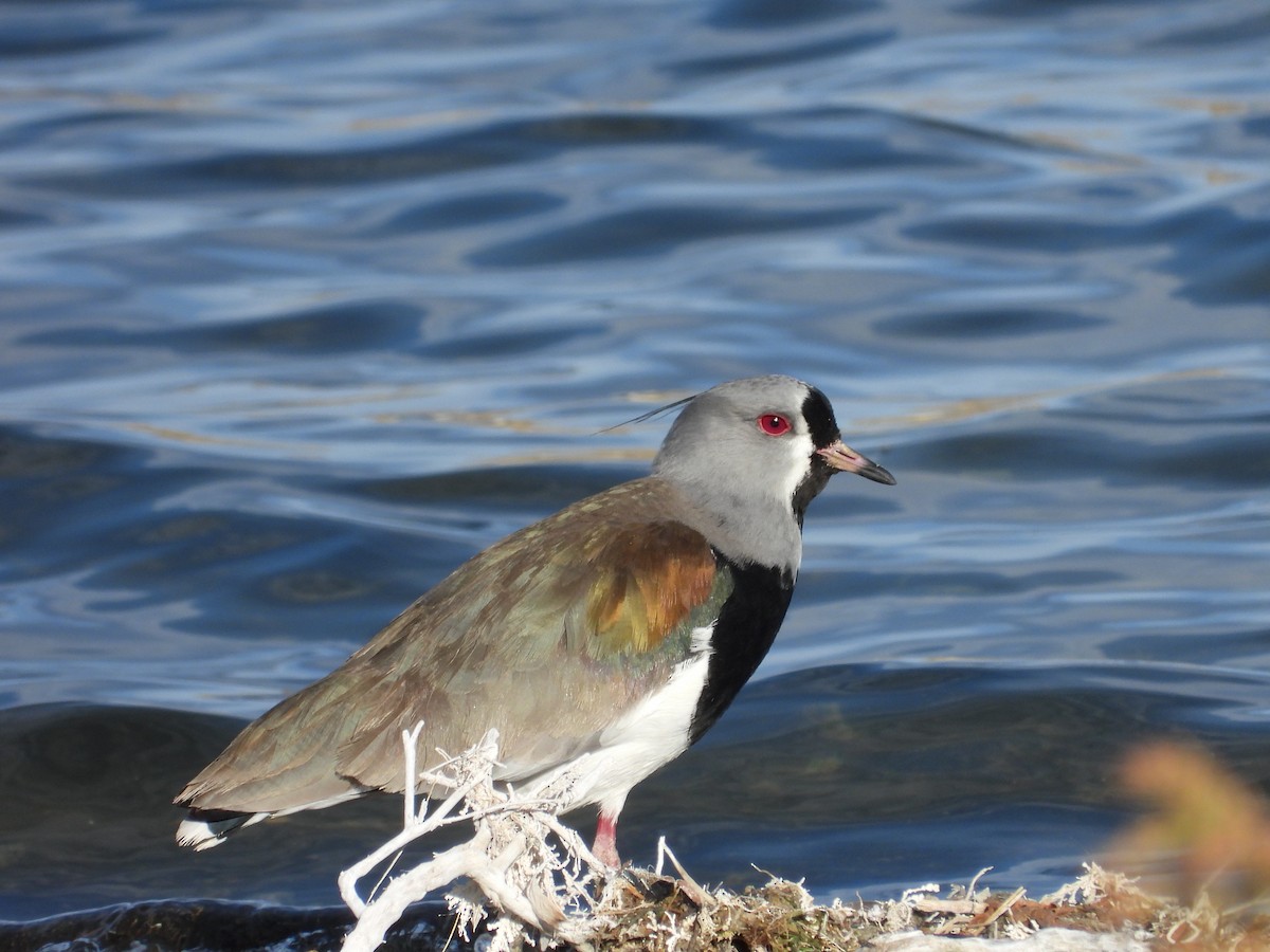 Southern Lapwing - Más Aves