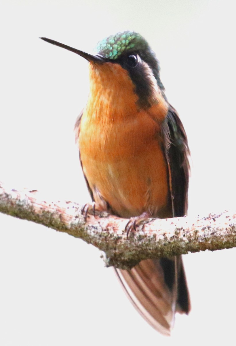 kolibřík pokřovní - ML616920897