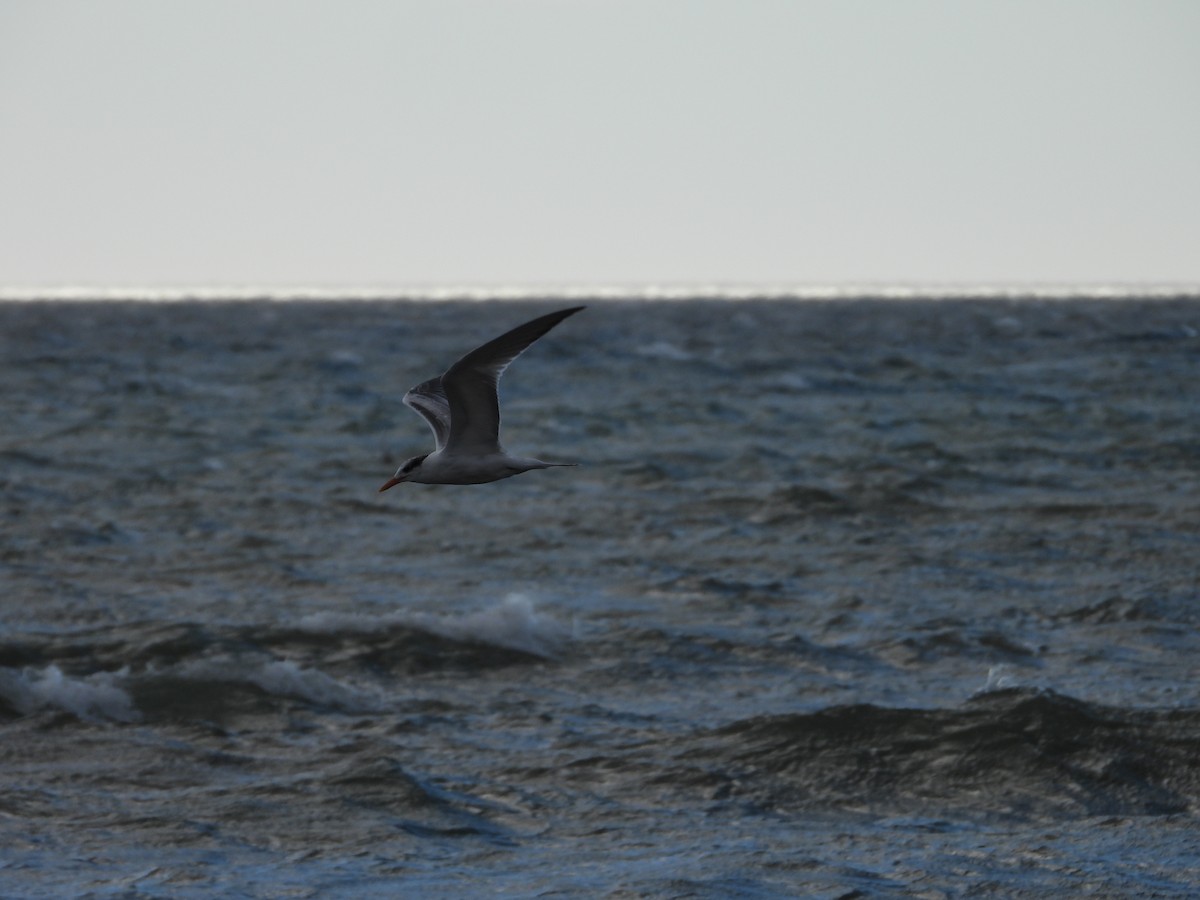 Sandwich Tern - Más Aves