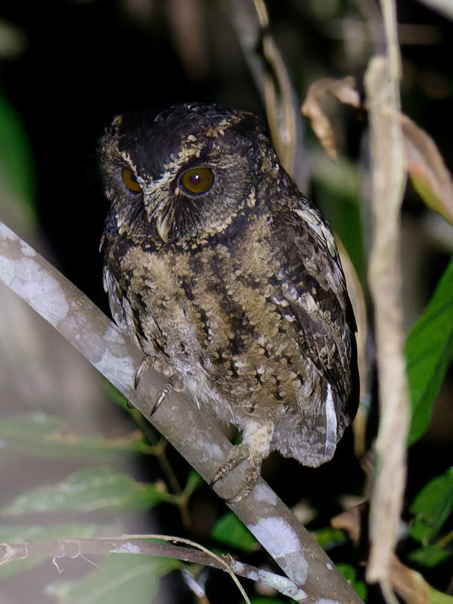 Palawan Scops-Owl - ML616920947