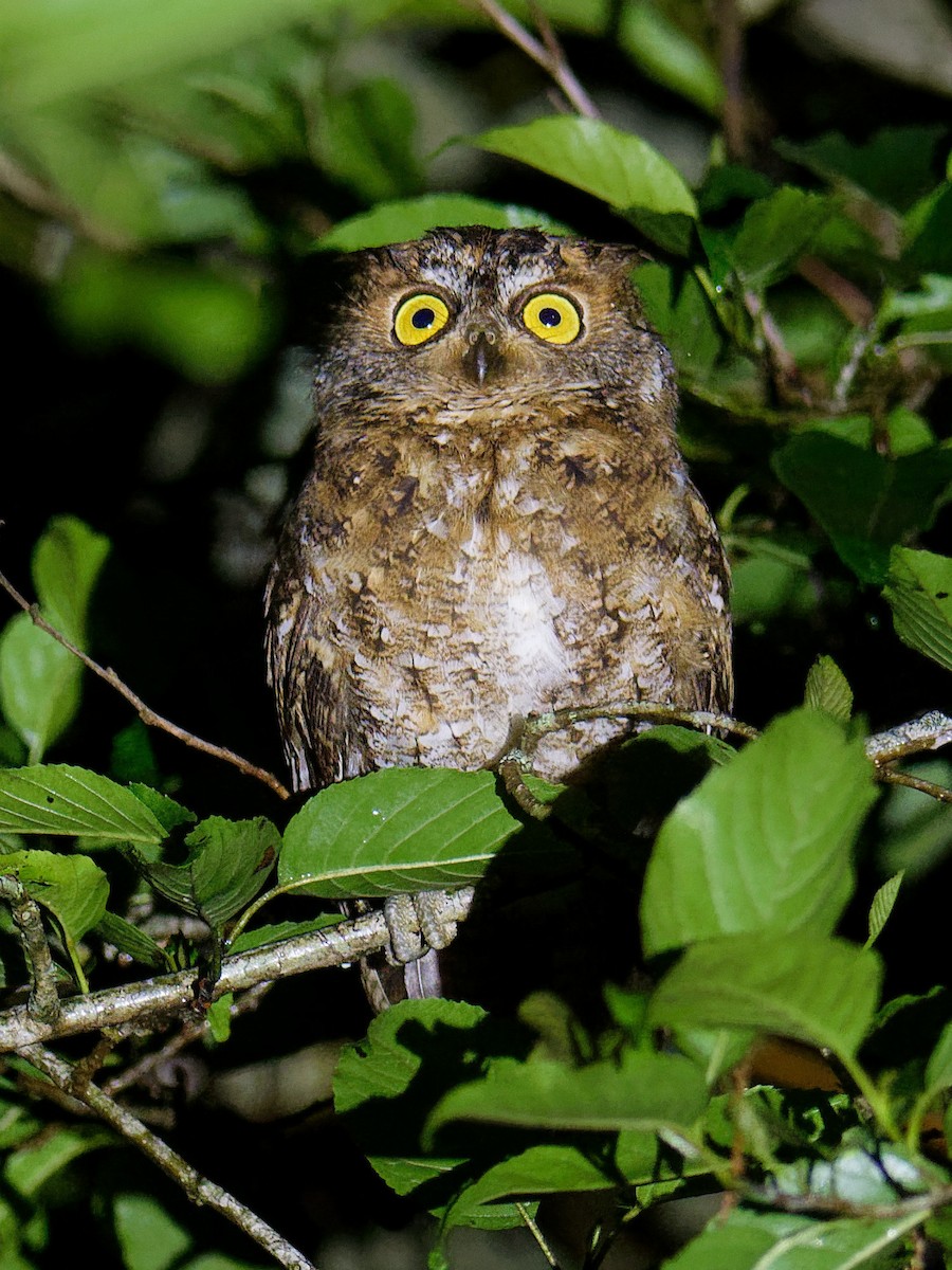 Luzon Scops-Owl - ML616920980