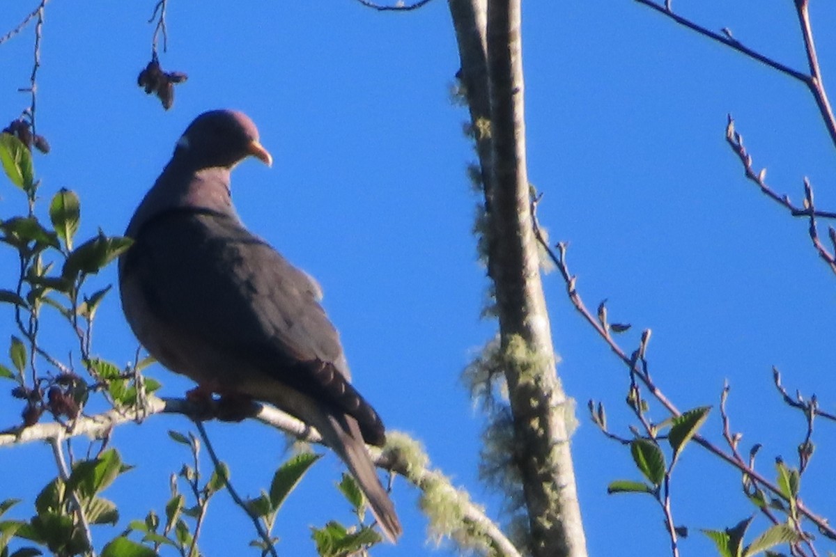 Band-tailed Pigeon - ML616921007
