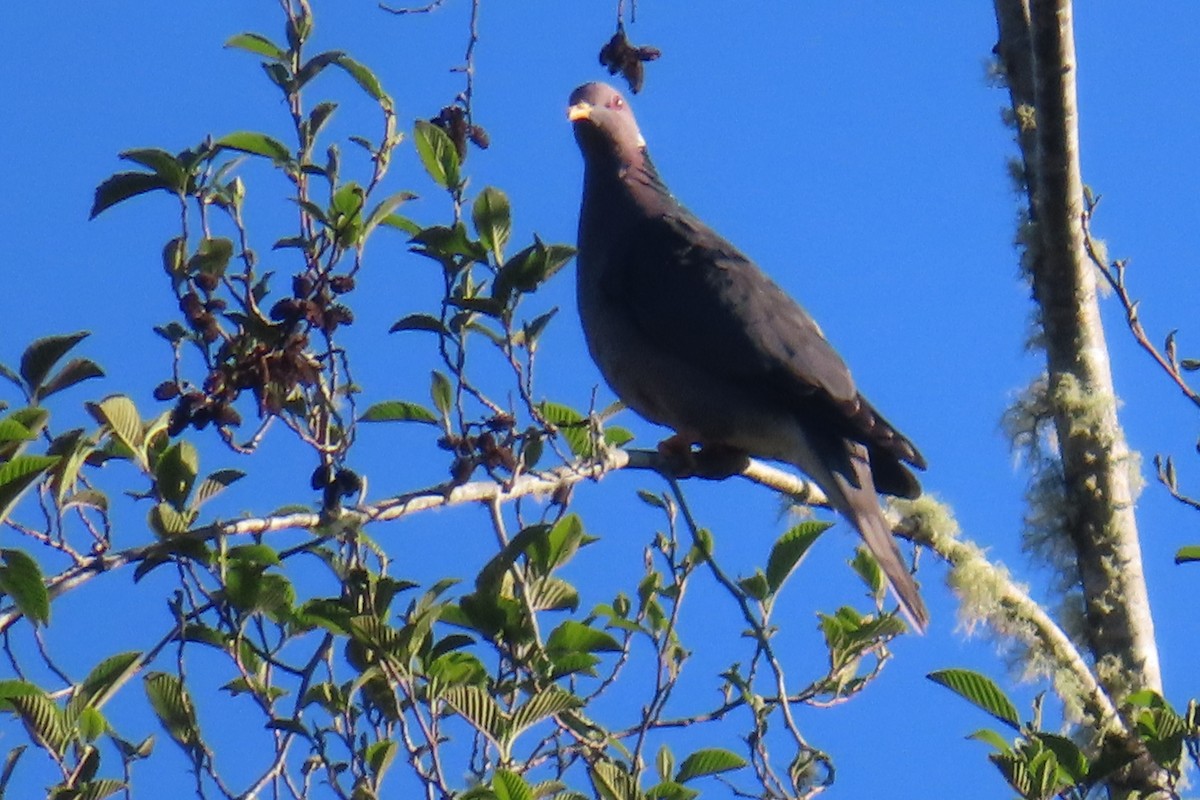 Band-tailed Pigeon - ML616921009